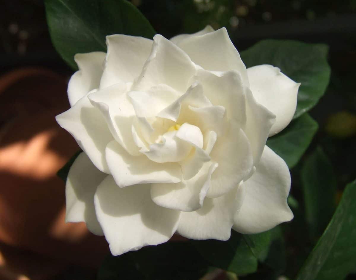 Creed Fleurs de Gardenia