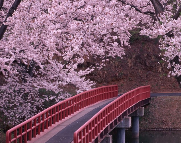 flowering_trees_bridge_river_spring_34406_1280x800